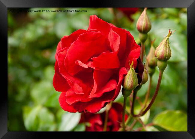 Red Rose with buds Framed Print by Sally Wallis