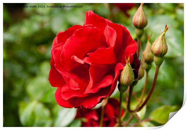 Red Rose with buds Print by Sally Wallis