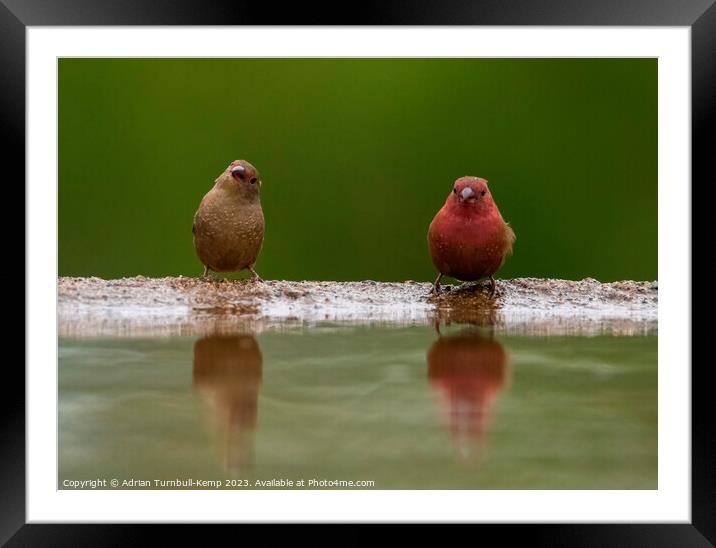 At the water's edge Framed Mounted Print by Adrian Turnbull-Kemp