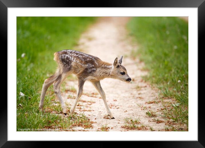 Young wild roe deer in grass, Capreolus capreolus. New born roe deer, wild spring nature. Framed Mounted Print by Lubos Chlubny