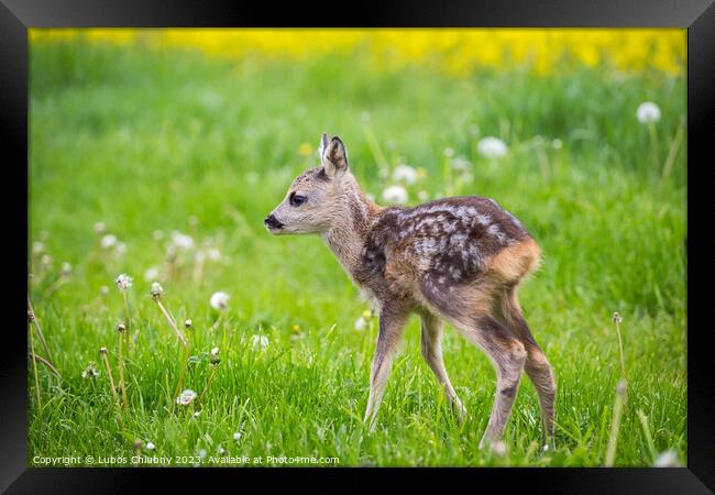 Young wild roe deer in grass, Capreolus capreolus. New born roe deer, wild spring nature. Framed Print by Lubos Chlubny