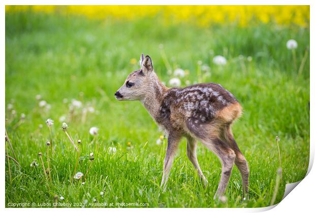 Young wild roe deer in grass, Capreolus capreolus. New born roe deer, wild spring nature. Print by Lubos Chlubny