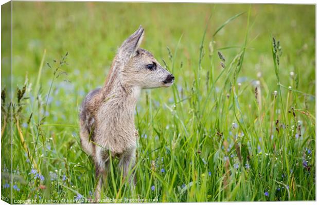 Young wild roe deer in grass, Capreolus capreolus. New born roe deer, wild spring nature. Canvas Print by Lubos Chlubny