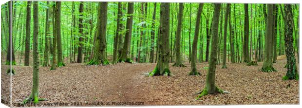 Forest panorama with mossy tree trunks Canvas Print by Alex Winter