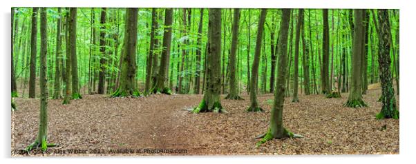 Forest panorama with mossy tree trunks Acrylic by Alex Winter