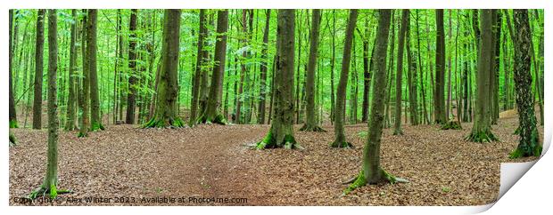 Forest panorama with mossy tree trunks Print by Alex Winter