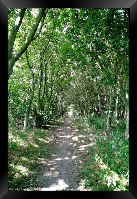 Woodland walk. Framed Print by john hill