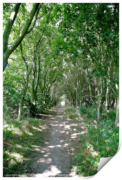 Woodland walk. Print by john hill