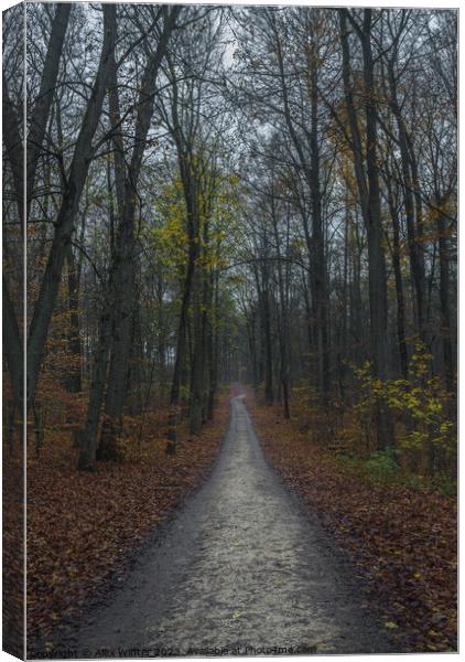 forest path on a foggy day at fall Canvas Print by Alex Winter