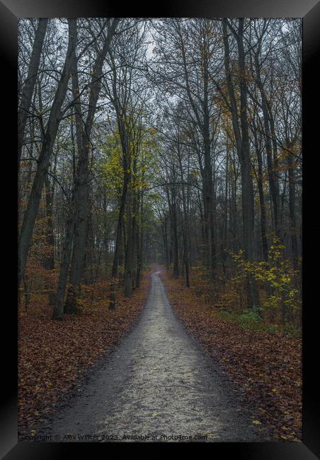 forest path on a foggy day at fall Framed Print by Alex Winter