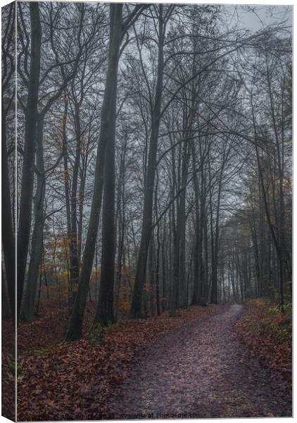 dark forest on a misty autum day Canvas Print by Alex Winter