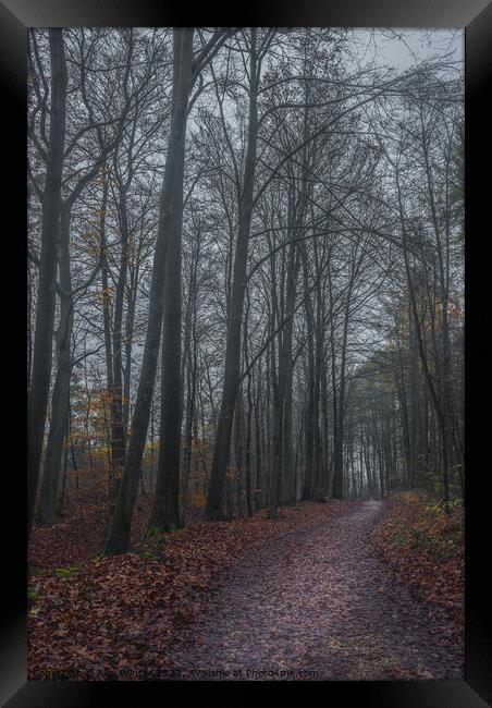 dark forest on a misty autum day Framed Print by Alex Winter