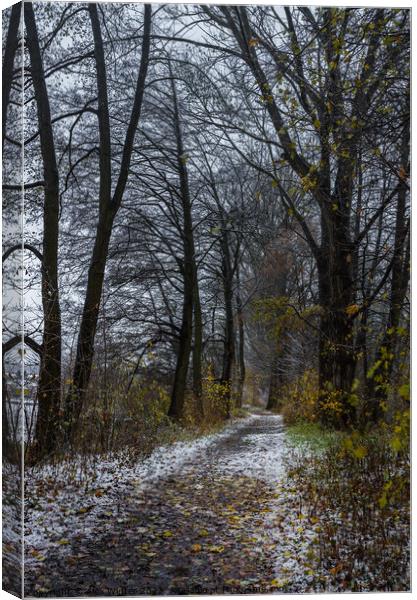 Pathway through trees Canvas Print by Alex Winter