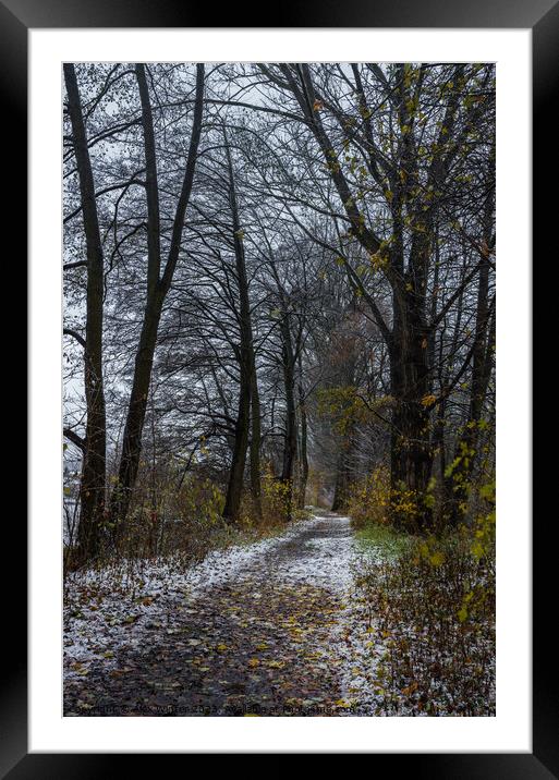 Pathway through trees Framed Mounted Print by Alex Winter