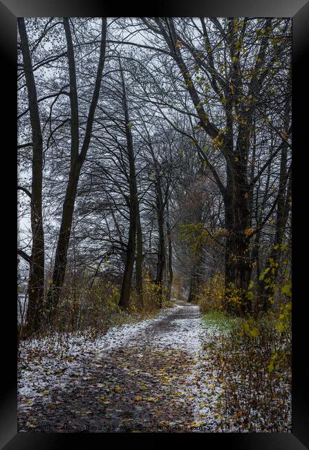 Pathway through trees Framed Print by Alex Winter
