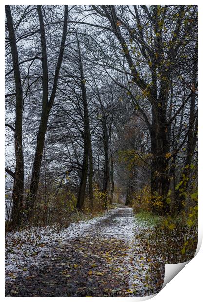 Pathway through trees Print by Alex Winter