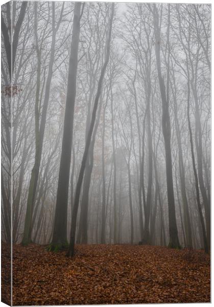 trees in foggy forest at fall Canvas Print by Alex Winter