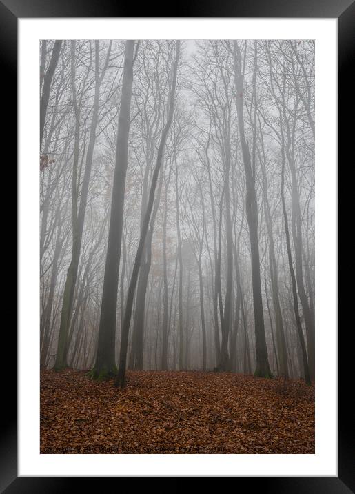 trees in foggy forest at fall Framed Mounted Print by Alex Winter