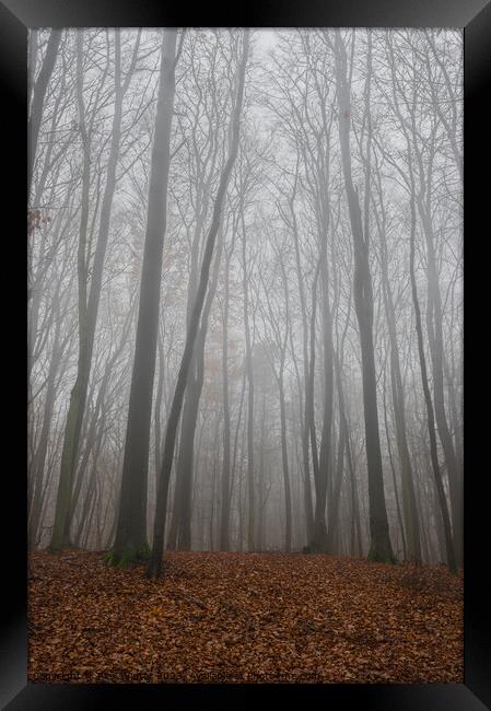 trees in foggy forest at fall Framed Print by Alex Winter