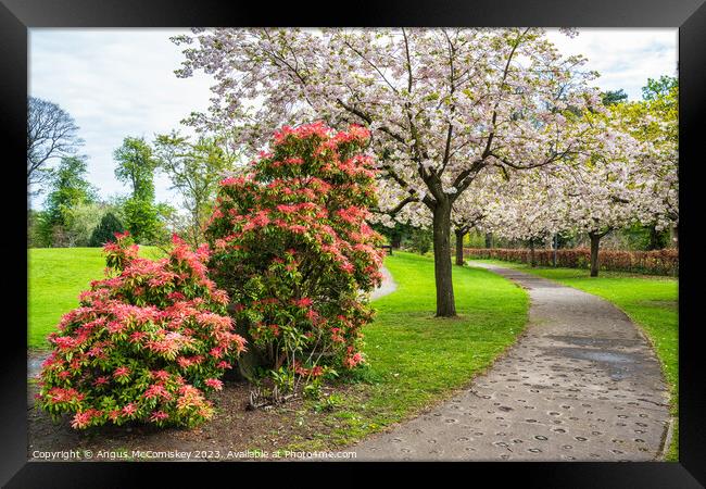 Spring Blossom in Lauriston Castle Japanese Garden Framed Print by Angus McComiskey