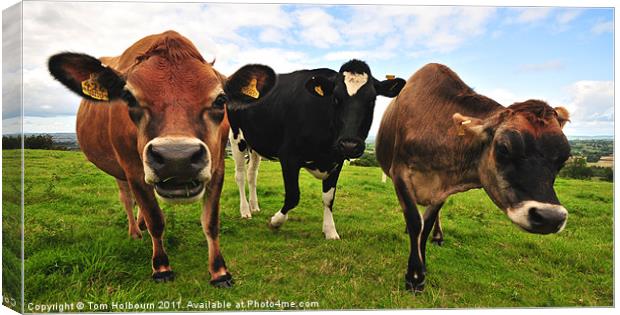 Curious cows Canvas Print by Tom Holbourn