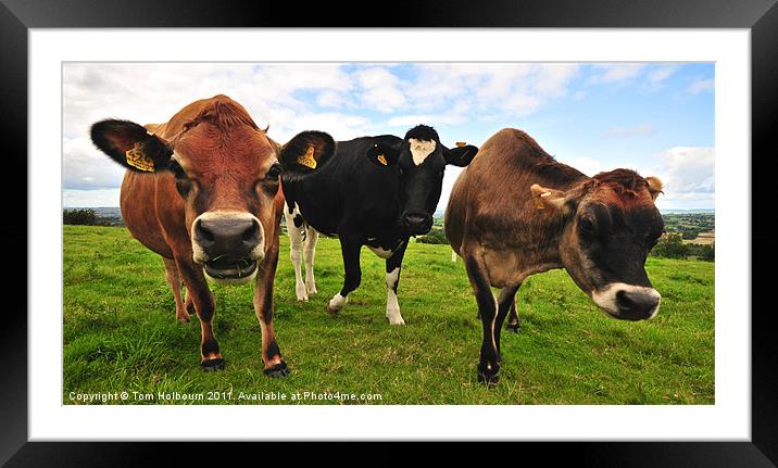 Curious cows Framed Mounted Print by Tom Holbourn