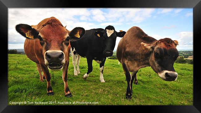 Curious cows Framed Print by Tom Holbourn