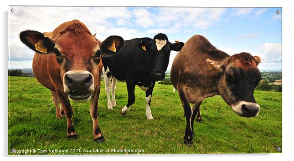 Curious cows Acrylic by Tom Holbourn