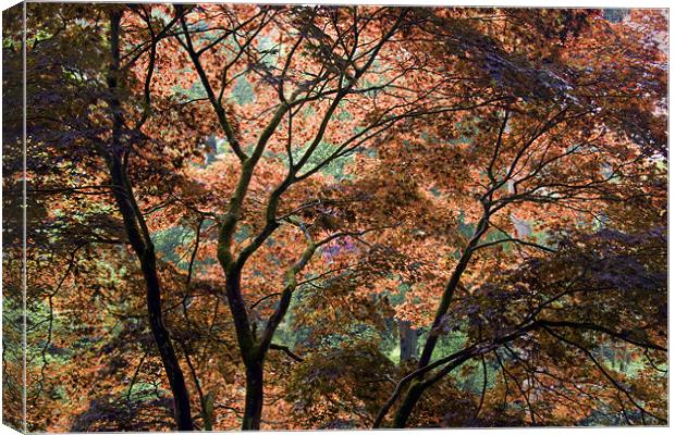 Autumn tree patterns Canvas Print by Tony Bates