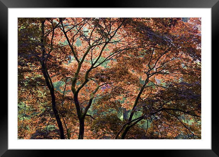 Autumn tree patterns Framed Mounted Print by Tony Bates