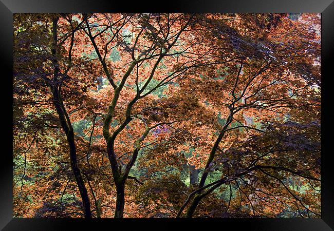 Autumn tree patterns Framed Print by Tony Bates