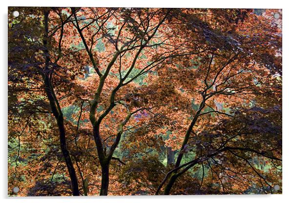 Autumn tree patterns Acrylic by Tony Bates
