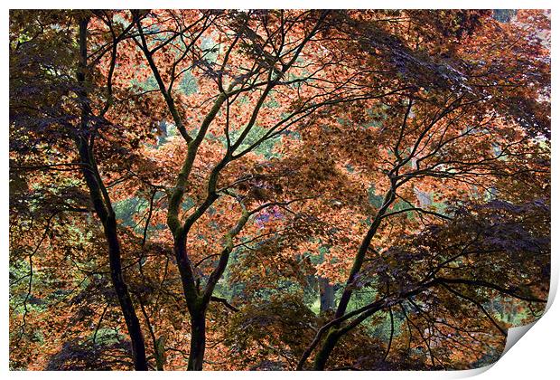 Autumn tree patterns Print by Tony Bates