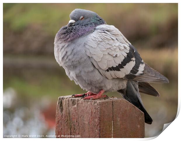 The Plump Pigeon Print by Mark Ward