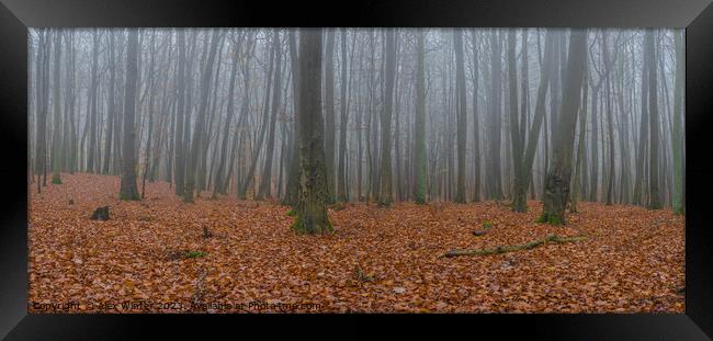 foggy forest Framed Print by Alex Winter