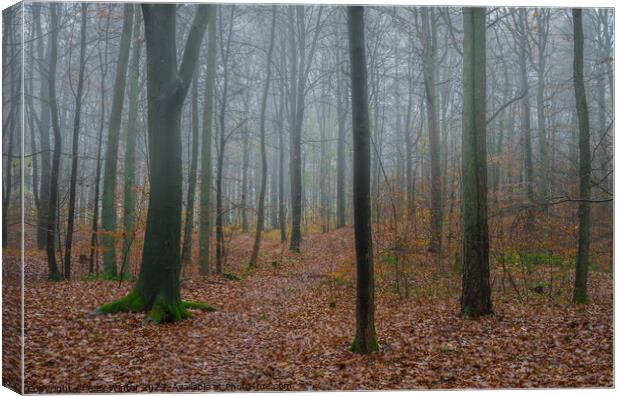 foggy forest Canvas Print by Alex Winter