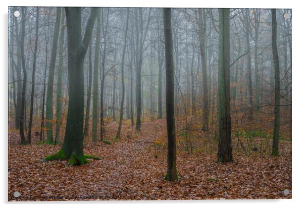 foggy forest Acrylic by Alex Winter