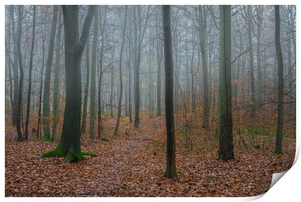 foggy forest Print by Alex Winter