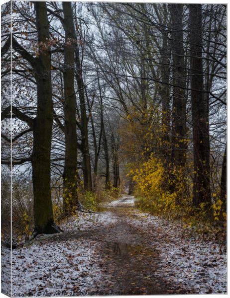 forest path at winter Canvas Print by Alex Winter