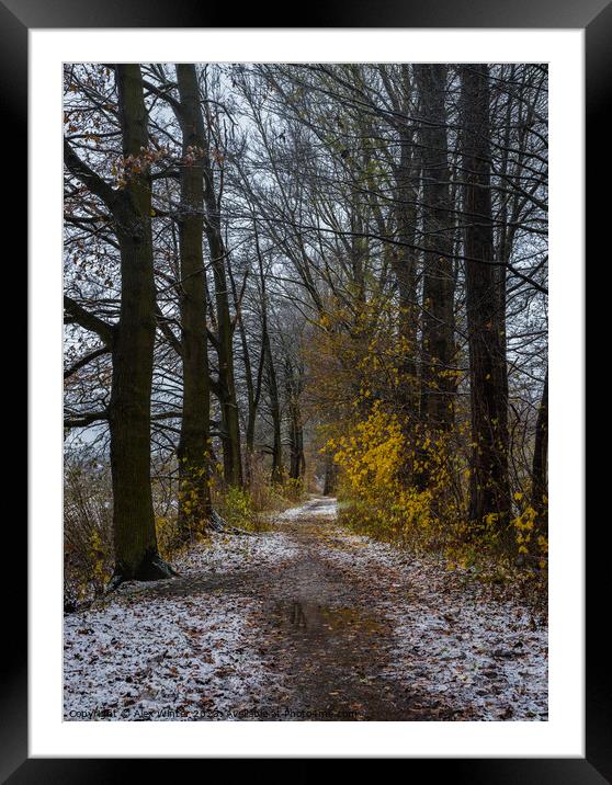 forest path at winter Framed Mounted Print by Alex Winter