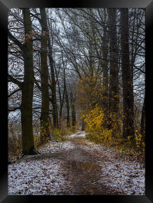 forest path at winter Framed Print by Alex Winter