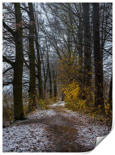 forest path at winter Print by Alex Winter