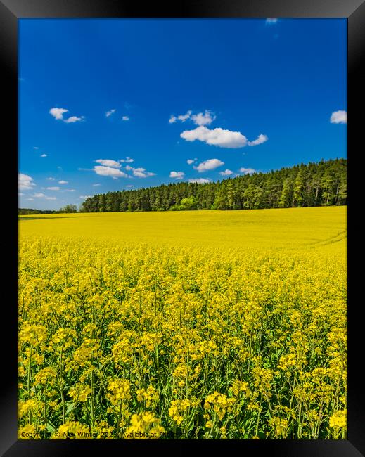 rape fields, blue sky, cloud Framed Print by Alex Winter