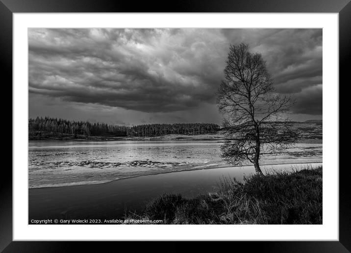 Isolated tree at frozen loch Framed Mounted Print by Gary Wolecki