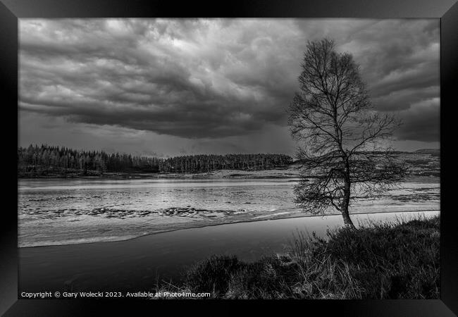 Isolated tree at frozen loch Framed Print by Gary Wolecki