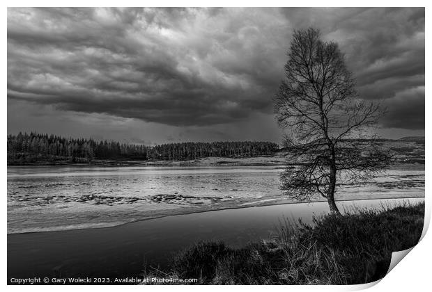 Isolated tree at frozen loch Print by Gary Wolecki
