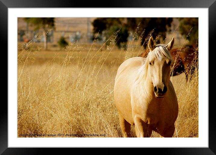 Wild horse in nature Framed Mounted Print by mehdi laraqui