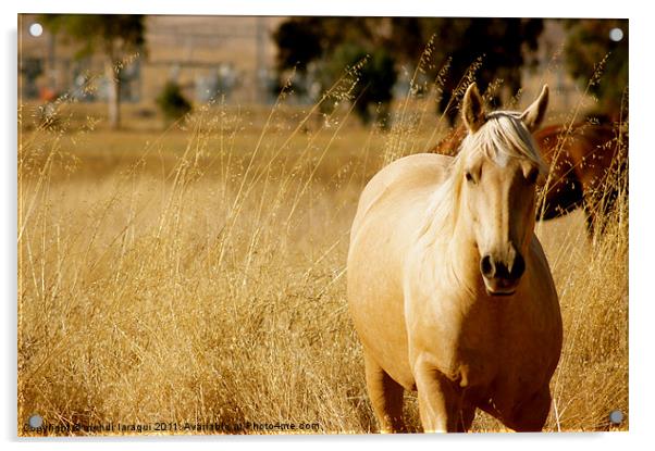 Wild horse in nature Acrylic by mehdi laraqui