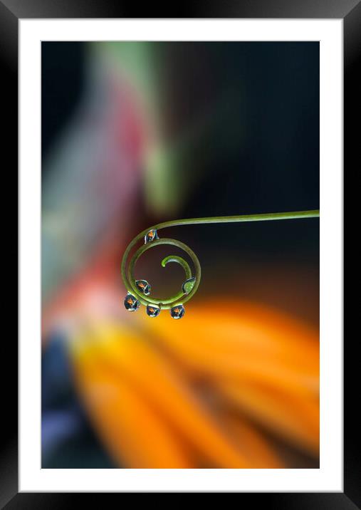 Water Drop Reflection Framed Mounted Print by Antonio Ribeiro