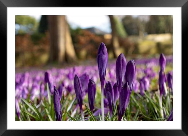 Crocus, Crocuses or Croci Framed Mounted Print by Glen Allen